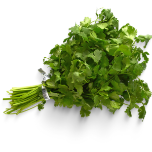 Plants de coriandre petite graine bio