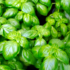 Plant de basilic Grand Vert Compact Bio