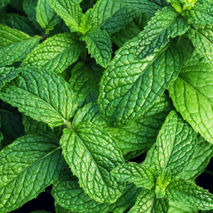 Plant de menthe verte bio