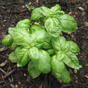 Plant de basilic Rouge Osmin