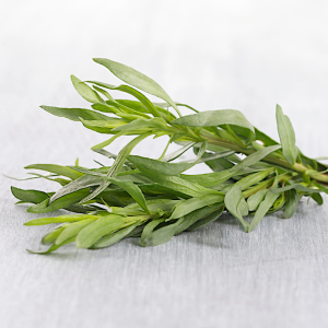 Plants d'estragon français vienco
