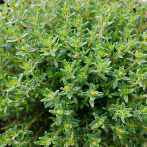 Plants de thym faustini bio