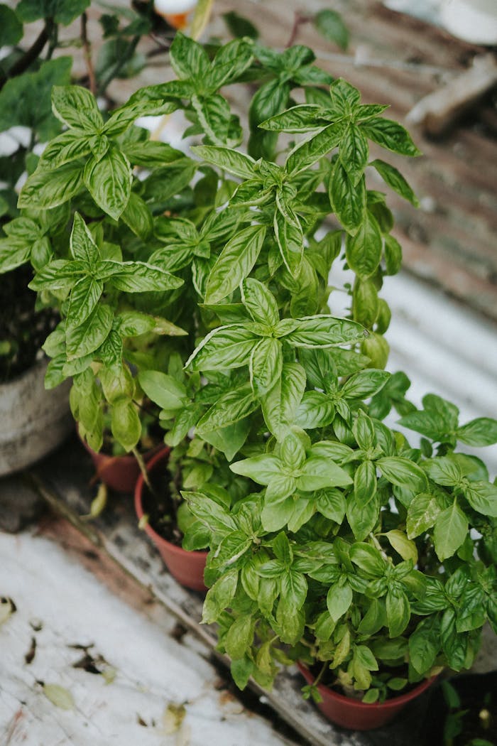 about-us Close-up of thriving basil plants in pots on a rustic outdoor setup.
