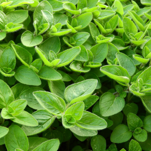 Plants de Marjolaine Sauvage - Hortensis Venezia - Bio