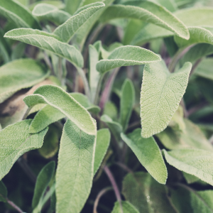 Plant de sauge