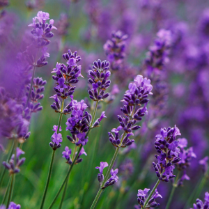 Plants de Lavandin – Lavandula Intermedia – Bio