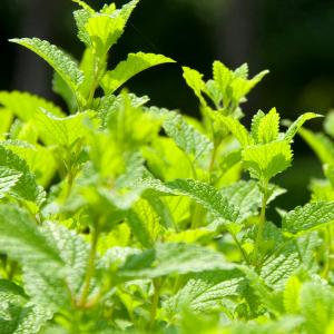 Plant de mélisse officinale