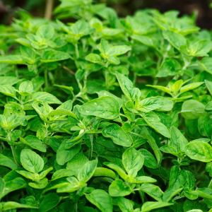 Plant d'Origan Poncho - Bio