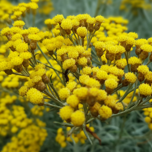 Plant de Tall Curry Helichrysum Bio