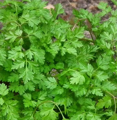 plant de cerfeuil commun massa anthriscus cerefolium