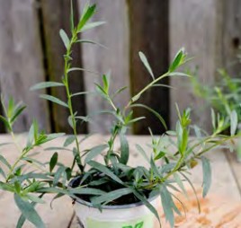 plant de estragon vienco® artemisia dracunculus