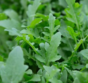 plant de diplotaxis à feuilles étroites farina® (rochelle) diplotaxis tenuifolia