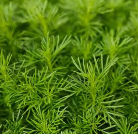 tagÈte rÉglisse dropshot