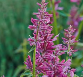 agastache lime