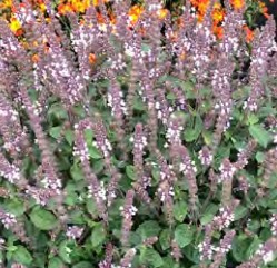 basilic belmona pink