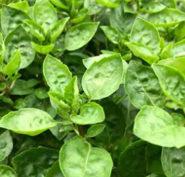 basilic copa petite green