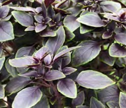 basilic copa petite red green shades