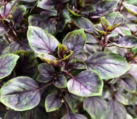 basilic copa petite red