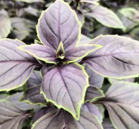 basilic copa red green shades