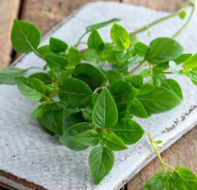 basilic tauris petite