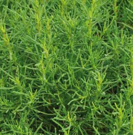 herbe au olive olivia