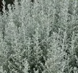 immortelle aladin