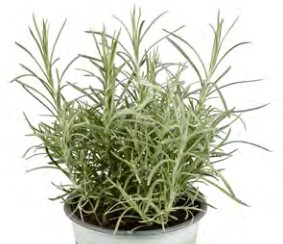 immortelle kari