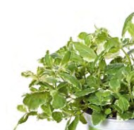 menthe ananas pinedo