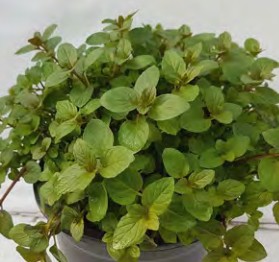 menthe anglaise black mitcham