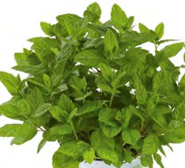 menthe anglaise garden mint