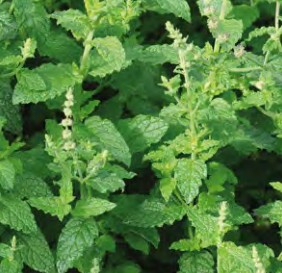 menthe fraise almira