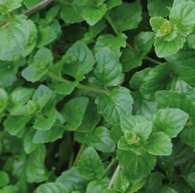 menthe indienne indian mint
