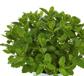 menthe marocaine marokko