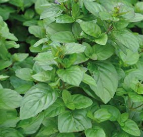 menthe orange granada