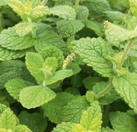 menthe pomme pomo petite