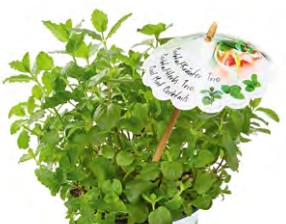 mix cool mint cocktails