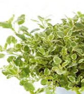 origan panaché panta