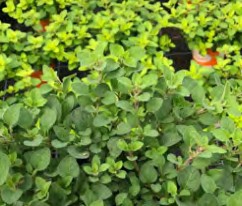 origan poncho cascata