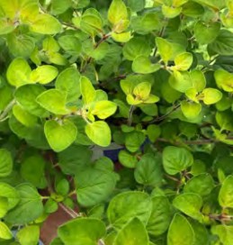 origan vitara cascata gold