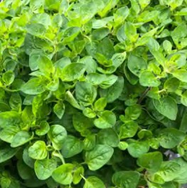 origan vitara cascata green