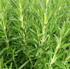 romarin britania compact