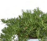 romarin riviera compact