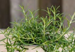 romarin riviera bush