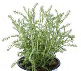 santoline yellow buttons