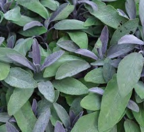 sauge mandala purpur