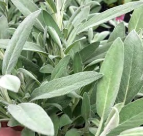 sauge mandala silver