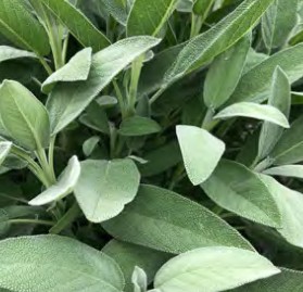 sauge verte evita strong