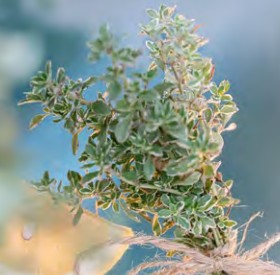 thym summerdreams lemon silver