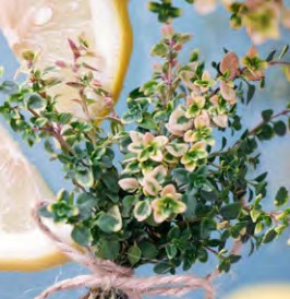 thym summerdreams lemon cascata