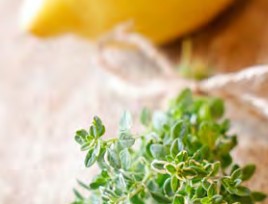 thym summerdreams lemon gold